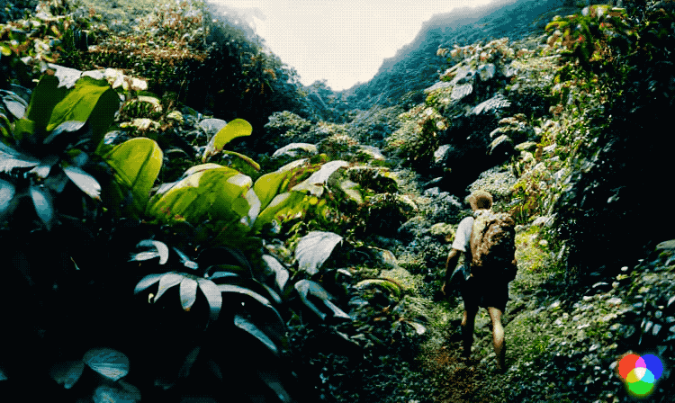 4_jungle